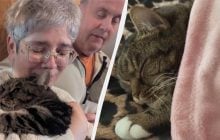 Кот вернулся домой спустя 4 года после сложного спасения