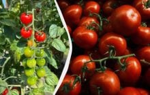 Эти 3 культуры нужно посадить рядом с помидорами: урожая будет в 5 раз больше