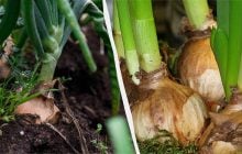 Одна ошибка - и лук сгниет: когда и как правильно его сажать на головку в апреле