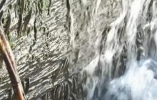 Учёные впервые сняли на видео уникальных рыб, которые ползут вверх по 15-метровому водопаду