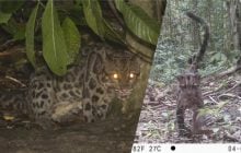 Камера "поймала" мать и детенышей леопардов на Борнео: это первые в мире снимки