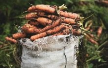 Коли сіяти моркву навесні, щоб зібрати врожай на всю зиму: найкращі дати 2026 року