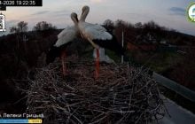 Дождался "второй половинки": в гнезде знаменитых Одарки и Грицька появилась пара аистов