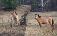 Жеребец на страже: в районе Чернобыля заметили стадо редких лошадей