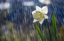 Новий тиждень в Україні розпочнеться з дощів