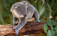 Крошечный остров в Австралии, который захватили сотни коал: что скрывают "милые" звери