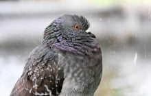 6 квітня в Києві буде останній теплий день перед різким похолоданням