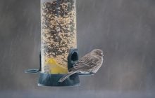 Погода погіршується: до України йде похолодання з дощами та мокрим снігом