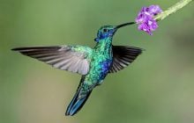 Колібрі виявилися затятими алкоголіками, але їм це не заважає, - вчені