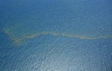 У глибинах Коралового моря знайшли сотні невідомих науці істот: що вони приховують