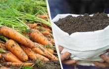 Одна добавка – і морква буде як у магазині: недорогі добрива для гарного врожаю