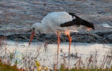 На півдні Одещини зупинилося майже 2 тис. лелек: науковець пояснив, що сталося