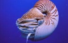 Старші за динозаврів і ховаються в океані: вчені розкрили таємницю "живих скам’янілостей"