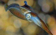 Загадочный ровесник динозавров дожил до наших дней: ученые поняли, как это произошло