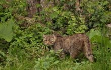 На узбережжі Одещини помітили рідкісного хижака, який полював на гризунів (відео)
