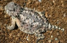 Криваво лякає хижаків: ця рогата ящірка стріляє кров’ю з очей