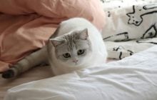 Люди, які пускають тварин у ліжко, мають одну спільну рису