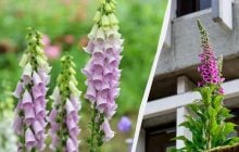 Красива садова квітка - одна з найотрутніших у світі, але вона назавжди змінила медицину