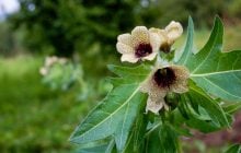 "Блекоти об’ївся": що насправді означає ця фраза і чому це зовсім не жарт