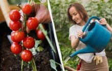 Ця помилка "вбиває" розсаду томатів: скільки води їй потрібно і що означає "сухий полив"