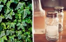Плющ не выживет: 2 копеечных средства из кухни, которые работают за несколько дней
