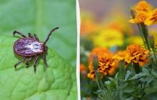 Кліщі втечуть з вашого саду, якщо посадити ці квіти