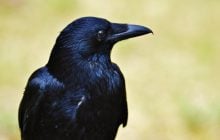 Ворони обійшли мавп у надскладному тесті на інтелект, - вчені