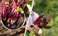 Багато городників роблять це занадто рано: коли і як садити буряк у відкритий ґрунт