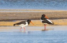 На узбережжі Одещини виявили сотні рідкісних птахів: що про них відомо (фото)