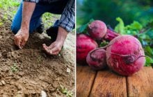 Городники кладуть це в лунку при посадці буряка: росте великим і солодким