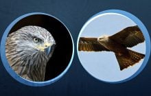 Він живе біля води, збирає сміття і краде курчат: орнітологи розповіли про рідкісного птаха