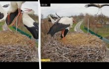 Бійка за домівку: до зіркового лелечого гнізда на Полтавщині повернулися Одарка та Грицик