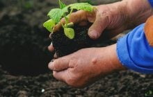 Коли і що садити на городі: народні прикмети про погоду та врожай