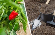 Перець приживеться менш ніж за тиждень: які добрива додати в лунку