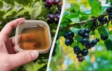 До Великодня під смородину обов'язково треба внести перше підживлення: пізніше не спрацює