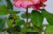 Троянди не хворітимуть, якщо посадити поруч одну квітку: яку саме