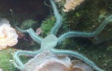 В океані побачили дивовижну істоту, яка відрощує втрачені щупальця (відео)