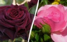 Ці троянди прикрасять будь-який сад: 5 найкрасивіших і невибагливих сортів