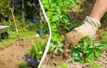 Таким способом прополювати грядки удвічі легше й швидше: бур’янів не буде взагалі