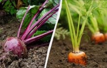 Лише 6 днів квітня підходять для посадки моркви та буряка: точний календар посіву 2026