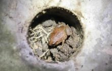 У тропічному лісі з'явилося 30 крихітних бетонних "квартир": там оселилися невловимі тварини