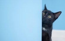 Що стиль вітання кота може розповісти про ваш зв'язок: ветеринар навела 6 прикладів