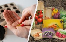 Таке насіння не проросте навіть за ідеальних умов: на що звертати увагу під час купівлі