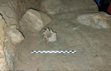 У 75000-річній печері в Норвегії виявили 46 видів, які ніколи не зустрічалися в одному місці