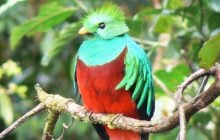 У джунглях Гватемали знайшли рідкісного птаха, за вбивство якого раніше страчували