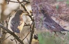 Рідкісна знахідка: у районі Чорнобиля зафіксували немісцевого дрозда