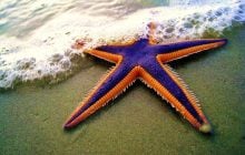 В океані мешкають дивні тварини з п’ятьма кінцівками та без голови: що про них відомо