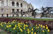 В Одесі зацвіли тюльпани з Нідерландів: незабаром місто вкриє фантастичний килим (фото)