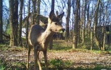 Тиха гостя: у районі Чорнобиля біля закинутих хат помітили цікаву тварину