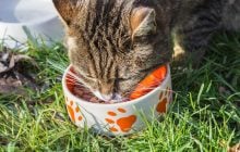 Чому коти не доїдають свою їжу: японські вчені провели цікаве дослідження